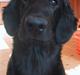 Flat coated retriever Chili