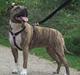 Amerikansk staffordshire terrier Gucci