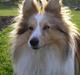 Shetland sheepdog Poulsgaards Oliver Twist