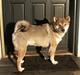 Shiba Shiba