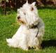 West highland white terrier Chablis