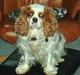 Cavalier king charles spaniel Mille