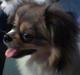 Blanding af racer Gizmo