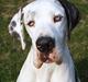 Grand danois Mona himmelhund