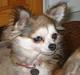Chihuahua Ronja ¤RIP¤