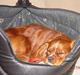 Cavalier king charles spaniel Zimba & Cirkeline