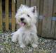 West highland white terrier Junior