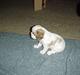 Cavalier king charles spaniel Malou