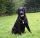 Labrador retriever *Freja* (Min MulMul)