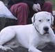 Dogo argentino kejser