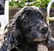 Cocker spaniel Sille † d. 14/4-08