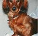 Gravhund Futte 1994-2008