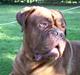 Dogue de bordeaux Frede 2001 - 2007