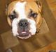 Engelsk bulldog Anna