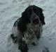 Cocker spaniel Seffie