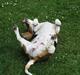 Beagle Boogie
