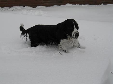 Engelsk springer spaniel Mirocchi (Louis) - Gået bort - Hjælp!!!! Der er vildt dybt...! Jeg kan næsten ikke gå!?  billede 8