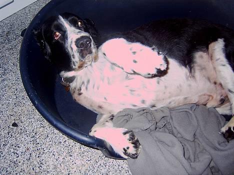 Engelsk springer spaniel Mirocchi (Louis) - Gået bort - Total afslapning... D r livet <33 billede 9