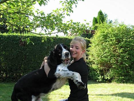 Engelsk springer spaniel Mirocchi (Louis) - Gået bort - Hold fast hvor jeg elsker ham, han var min BEDSTE ven <´3 billede 10