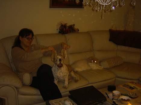 Amerikansk cocker spaniel Galaksi Rocket Man - Damm jeg kan jo lætte med dem her... billede 8