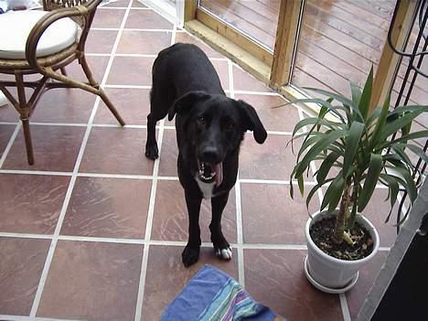 Blanding af racer lady - davs med dig billede 10