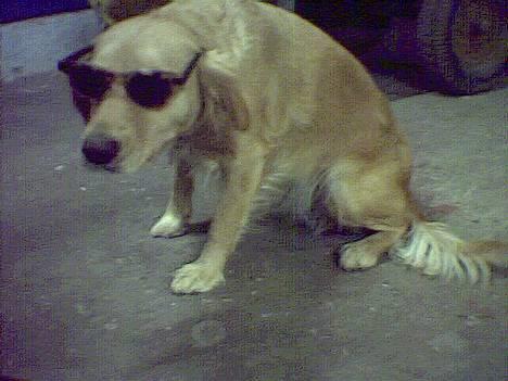 Blanding af racer Bella - Gangsta Bella.. :) billede 1