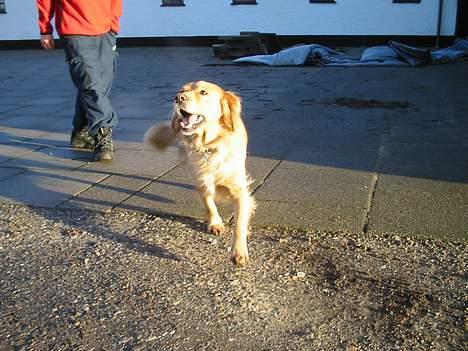 Blanding af racer Bella - Glaaaad billede 2