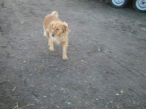 Blanding af racer Bella - Løber lige en tur billede 3