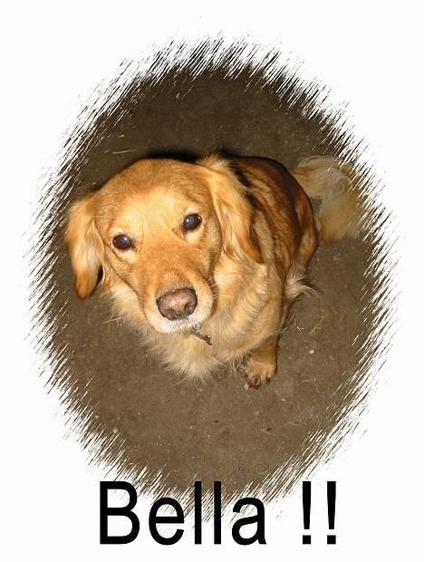 Blanding af racer Bella - Hej billede 4