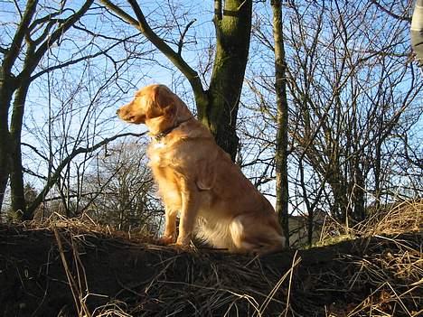 Blanding af racer Bella - Sidder lige og kigger ud over kongeriget. billede 5