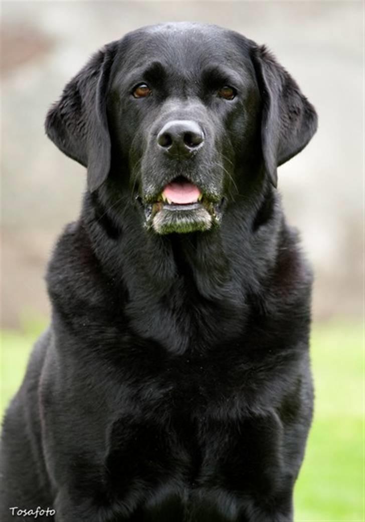 Labrador retriever Hubert`s Jef (Emil) - Tosa Foto - Nyt billede 1
