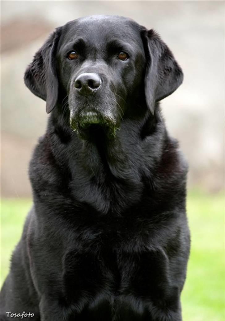 Labrador retriever Hubert`s Jef (Emil) - Tosa Foto - Nyt billede 2