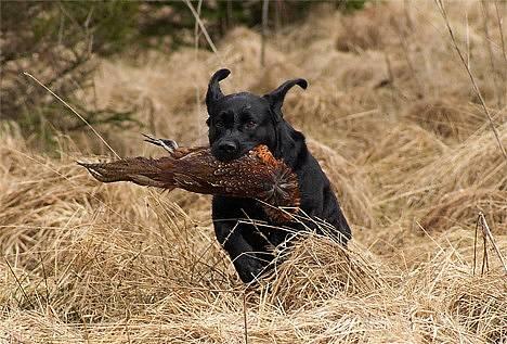 Labrador retriever Hubert`s Jef (Emil) - Tosa Foto billede 5