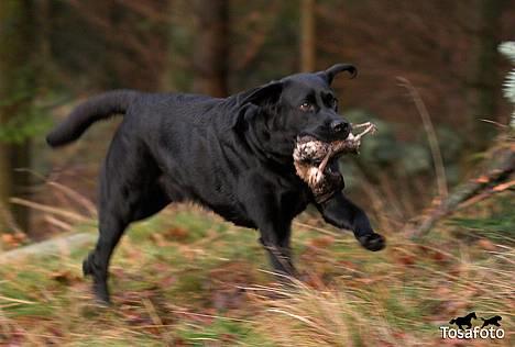 Labrador retriever Hubert`s Jef (Emil) - Tosa Foto - Nyt billede 6