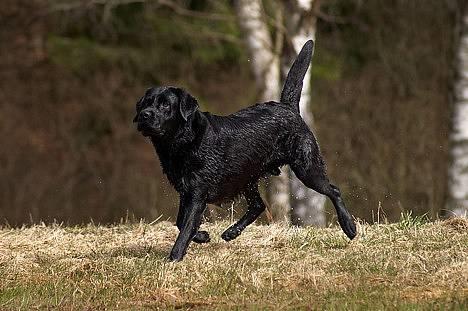Labrador retriever Hubert`s Jef (Emil) - Tosa Foto billede 8
