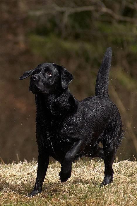 Labrador retriever Hubert`s Jef (Emil) - Tosa Foto billede 9