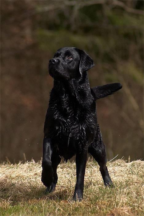 Labrador retriever Hubert`s Jef (Emil) - Tosa Foto billede 10