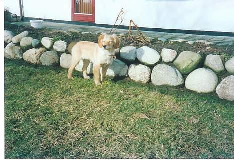 Blanding af racer Bella - Bella som hvalp billede 6