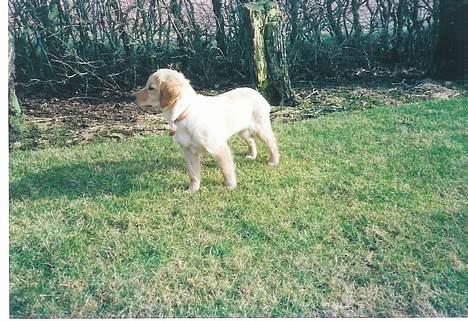 Blanding af racer Bella - Hvalp billede 7