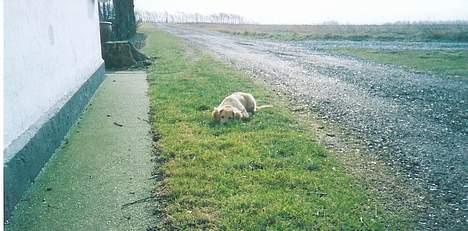 Blanding af racer Bella - Putte putte billede 8