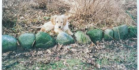 Blanding af racer Bella - Tosse hund billede 9