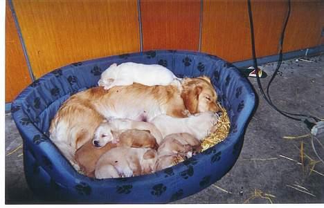 Blanding af racer Bella - Bella og et af hendes kuld hvalpe billede 10