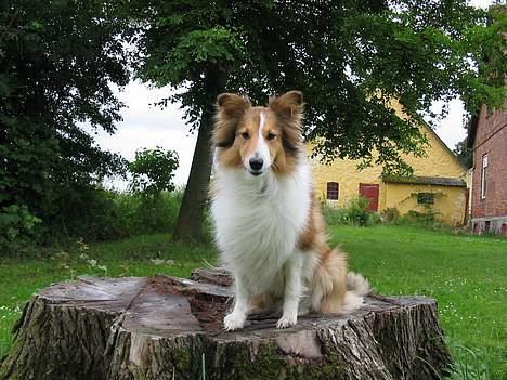 Shetland sheepdog Dooba billede 1