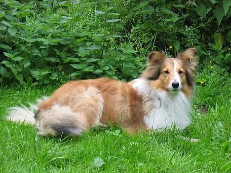 Shetland sheepdog Dooba billede 2