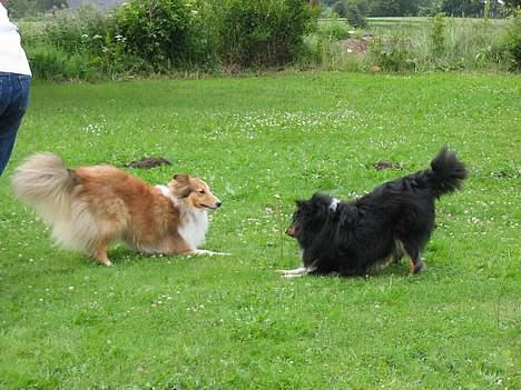 Shetland sheepdog Dooba billede 3