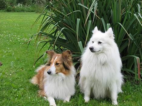 Shetland sheepdog Dooba billede 4