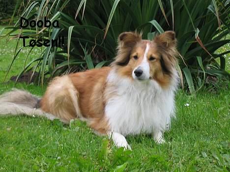 Shetland sheepdog Dooba billede 5