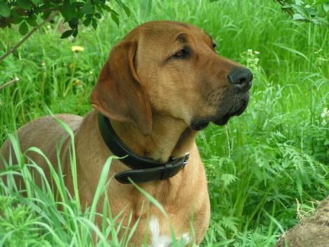 Broholmer Aske - Hvad mon katten laver? billede 10