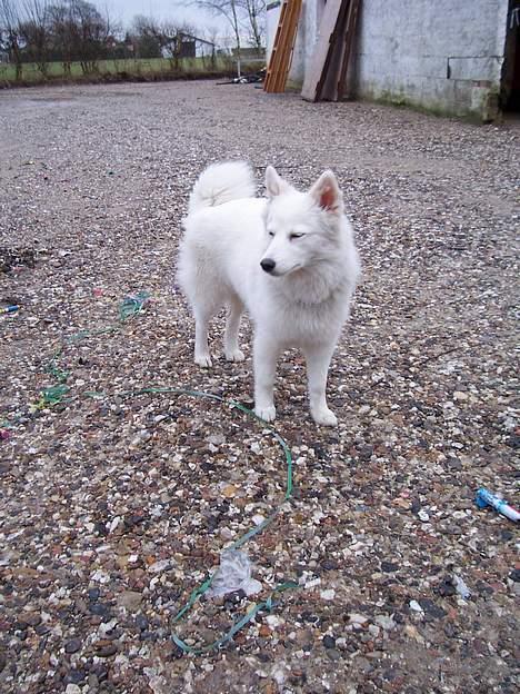 Japansk spids Suka - Nytårs morgen 1 januar 2005 billede 1