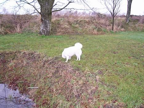 Japansk spids Suka - Suka er meget nysgerrig billede 2